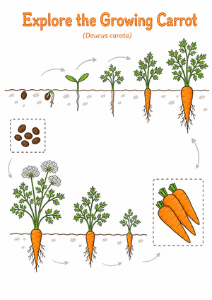 Carrot Life Cycle Printable | Grade 3 Science