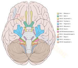 Study Cranial Nerves with This Worksheet