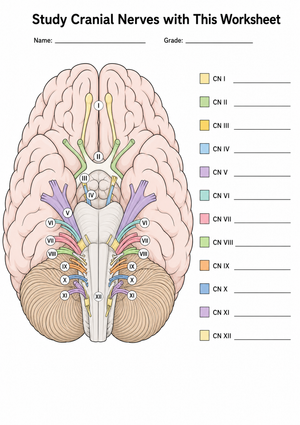 Essential Cranial Nerves Worksheet | Grade 9-12 Biology