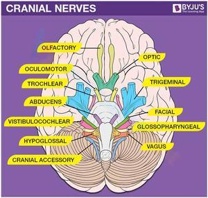 Cranial Nerves Anatomy Practice Sheet