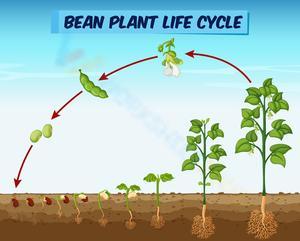 Discover the Bean Plant Life Cycle
