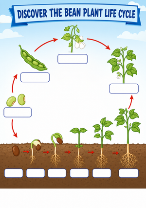 Bean Plant Life Cycle Worksheet | Grade 3 Essential