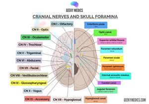 Cranial Nerves Worksheet for Anatomy