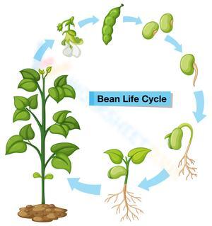 Discover the Bean Life Cycle