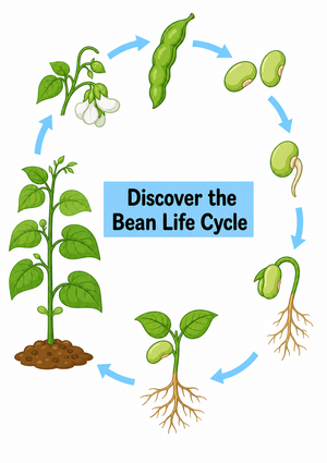 Printable Bean Life Cycle Diagram | Grade 3 Science