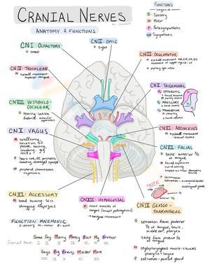 Cranial Nerves: Anatomy Worksheet