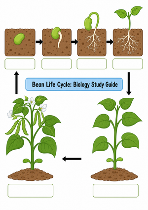 Bean Life Cycle: Biology Study Guide