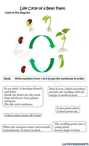 Life Cycle Of A Bean Plant Sequencing Worksheet