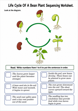 Printable Bean Plant Life Cycle Worksheet | Grade 3