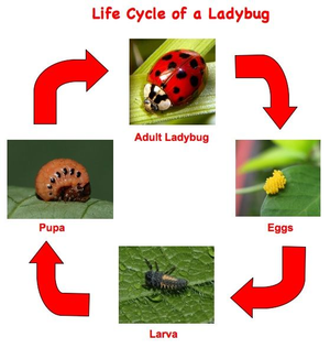 Printable Ladybug Life Cycle Worksheet | Grade 3