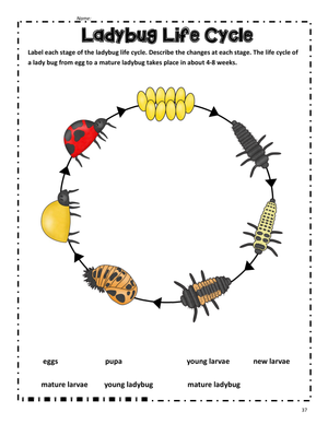 Ladybug Life Cycle Worksheet | Grade 3 Essential