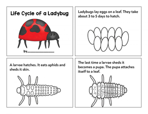 Printable Ladybug Life Cycle Worksheet | Grade 3 Science