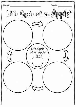 Understanding the Apple Life Cycle