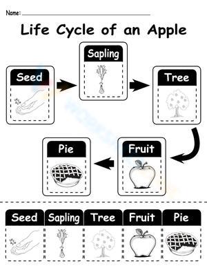 Exploring the Apple Life Cycle
