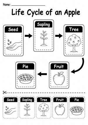 Apple Life Cycle Worksheet | Grade 2 Essential Science