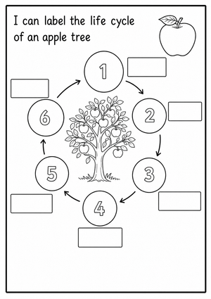 Life Cycle of an Apple Tree