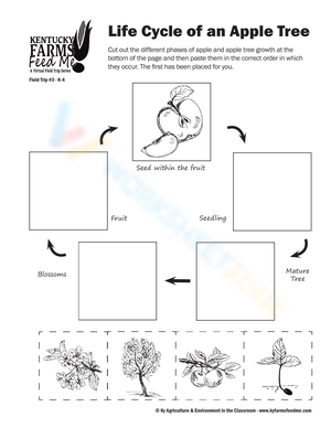 Understanding Apple Tree Life Cycle