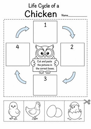 Grade 3 Chicken Life Cycle — Printable No-Prep Worksheet