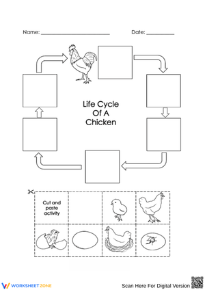 Chicken Life Cycle Cut and Paste
