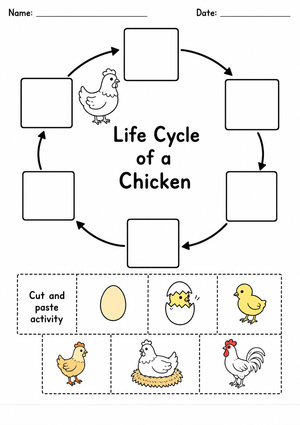 Grade 3 Chicken Life Cycle — Printable No-Prep Worksheet