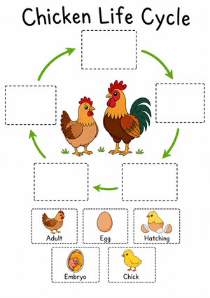 Grade 3 Chicken Life Cycle — Essential Science Worksheet