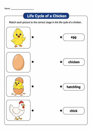 Chicken Life Cycle Printable Worksheet | Grade 3 Science