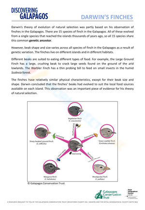 Darwin's Finches Worksheet - Evolution Study