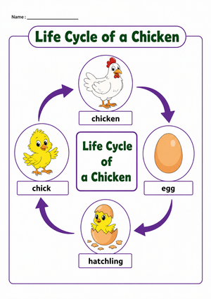 Grade 3 Chicken Life Cycle — Printable No-Prep Worksheet