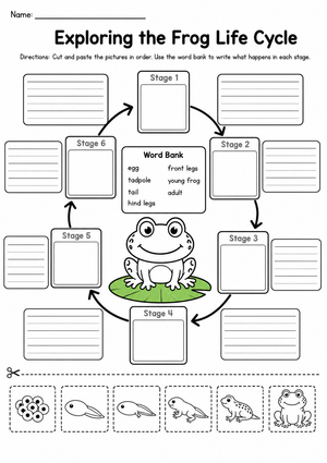 Grade 3 Frog Life Cycle — Printable No-Prep Worksheet