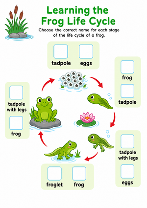 Printable Frog Life Cycle Worksheet | Grade 3 Science