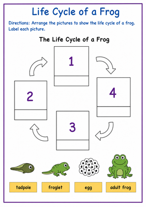 Frog Life Cycle Worksheet | Grade 3 Printable