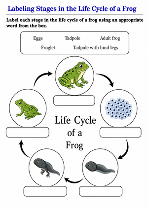 Frog Life Cycle Labeling Worksheet | Grade 3 Essential