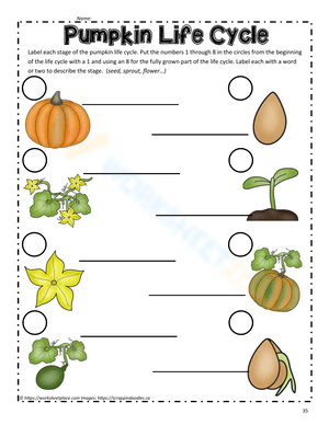Explore the Pumpkin Life Cycle