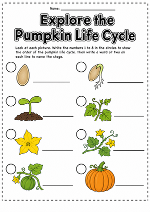 Explore the Pumpkin Life Cycle