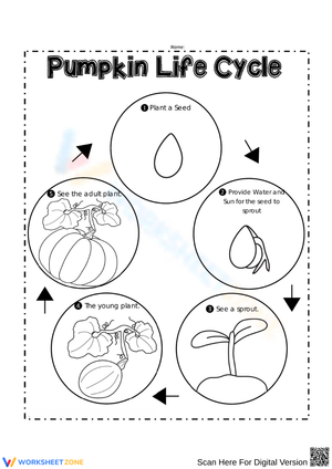 Pumpkin Life Cycle Diagram for Kids