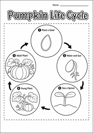 Pumpkin Life Cycle Worksheet | Grade 3 Printable