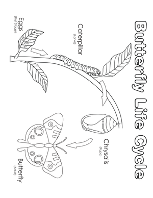 Butterfly Life Cycle Worksheet | Grade 2-5 Essential