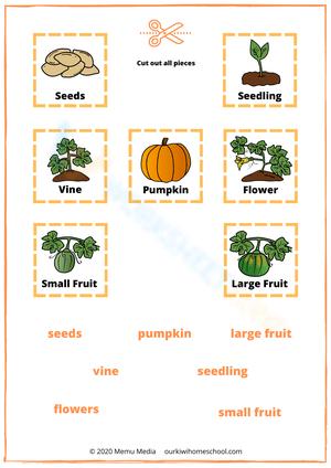 Fruit life cycle worksheet