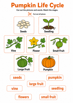 Grade 3 Pumpkin Life Cycle — Printable No-Prep Worksheet