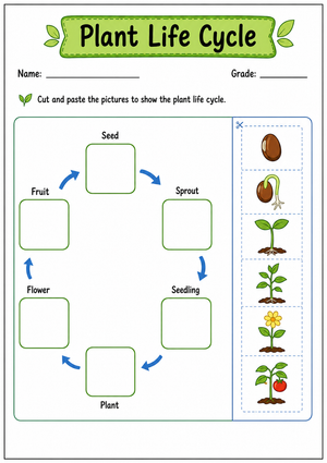 Printable Plant Life Cycle Worksheet | Grade 3 Science
