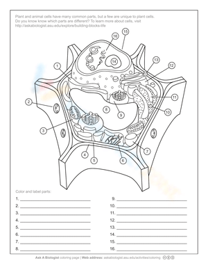 Plant Cell Anatomy Activity Worksheet
