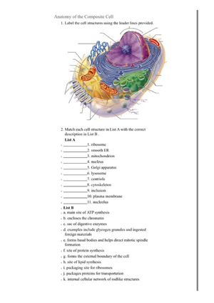 Anatomy of the Composite Cell Worksheet