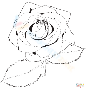 The Rose Coloring Page
