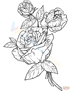 Roses Coloring Page