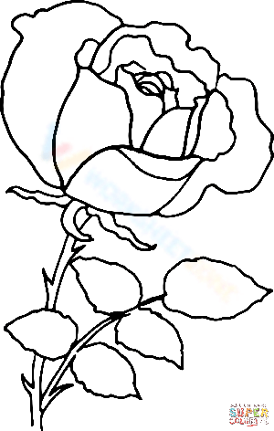 Rose Outline Coloring Page