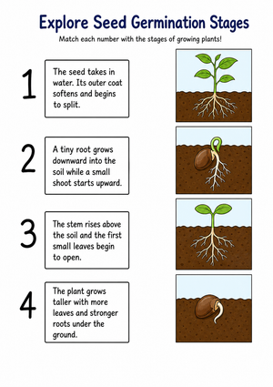 Grade 5 Seed Germination — Printable No-Prep Worksheet