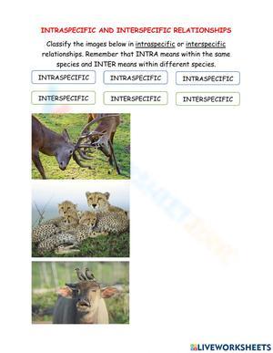 Ecological Relationship Worksheet: Learn Ecosystems