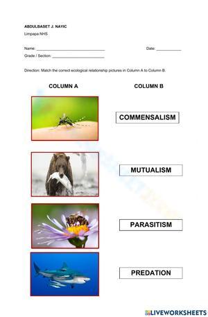Matching Ecological Relationships: Worksheet Activity