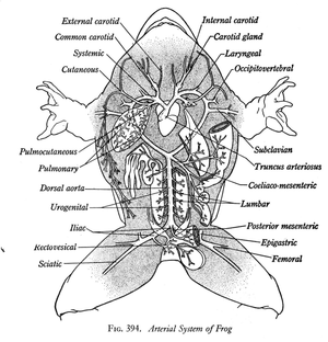 Explore Frog Dissection: Anatomy Study Guide
