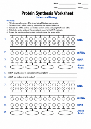 Protein Synthesis Worksheet | Essential Grade 10-12 Biology